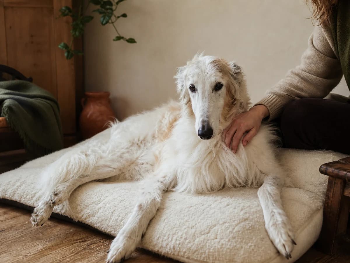 Un Barzoï âgé se repose confortablement près de sa propriétaire. Photographie choisie pour l’article « L’alimentation du chien âgé »
