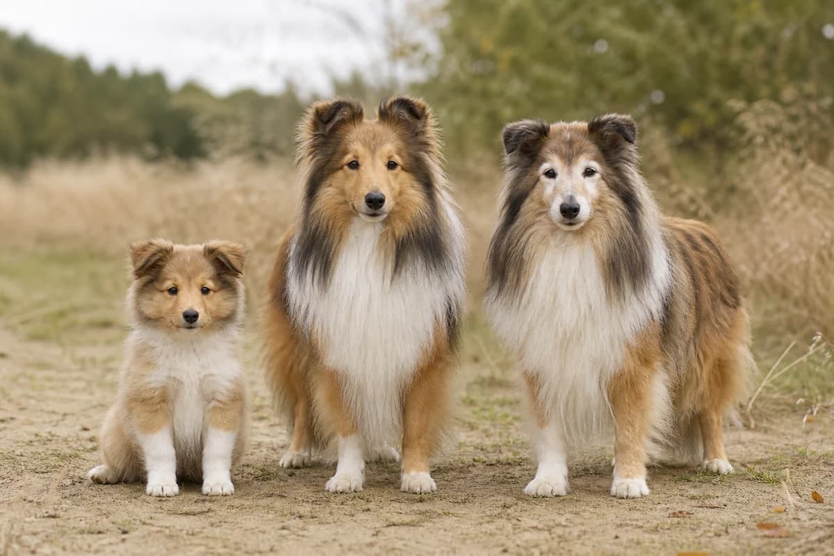 Portrait de trois berger des shetland : un chiot, un adulte et un chien âgé