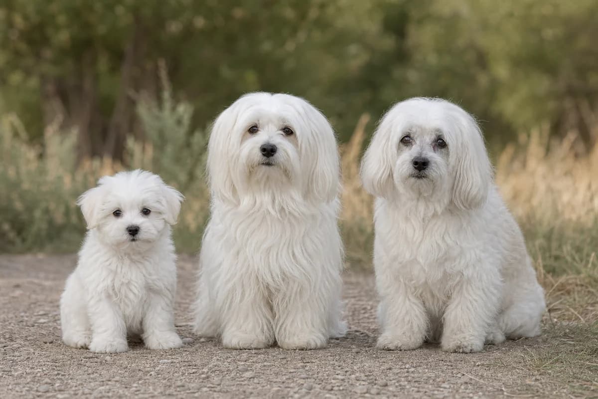 Portrait de trois bichon maltais : un chiot, un adulte et un chien âgé