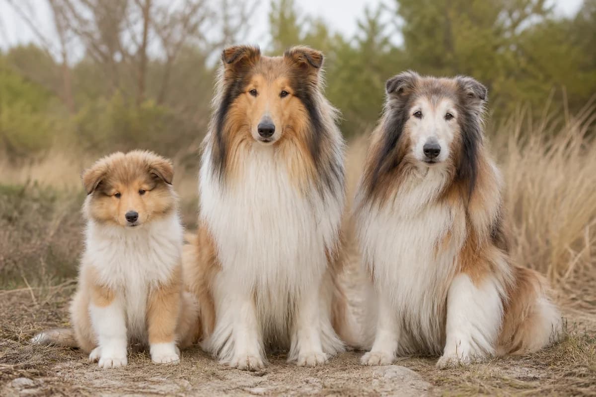 Portrait de trois colley à poil long : un chiot, un adulte et un chien âgé