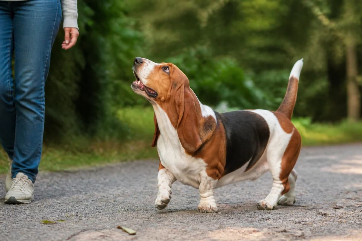 Basset hound observé pendant une sortie adaptée à son gabarit