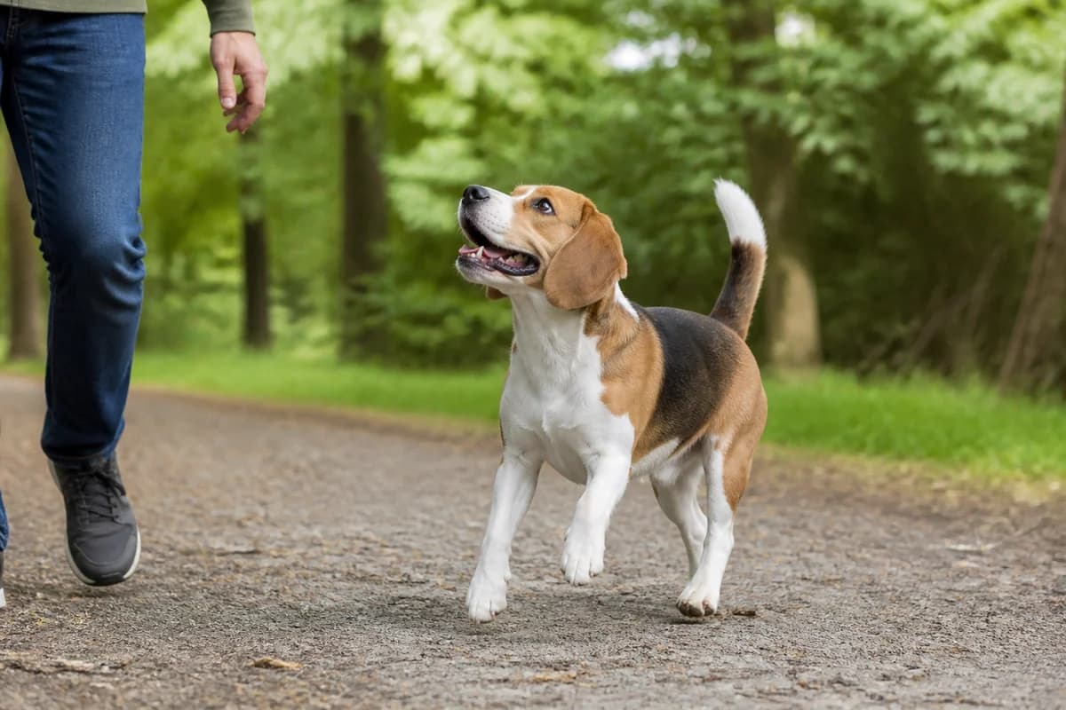 Beagle observé pendant une sortie adaptée à son gabarit