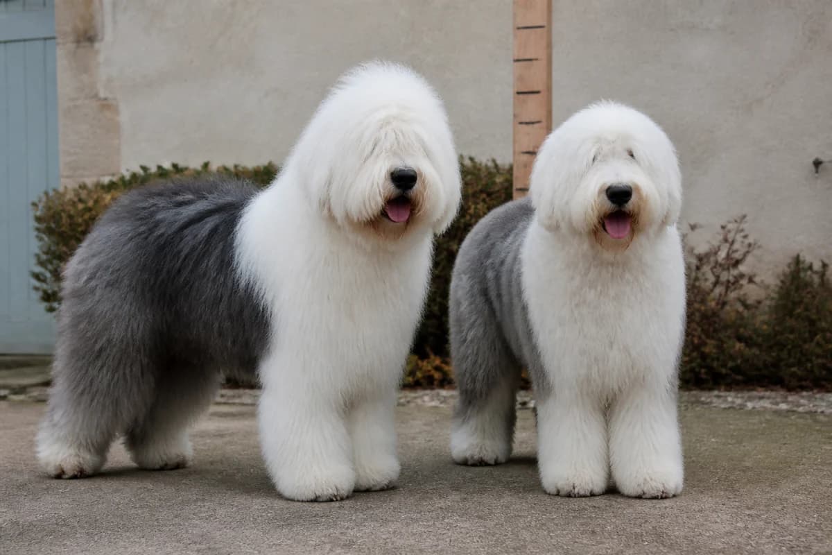 Bobtail adulte, vue de la silhouette et du gabarit