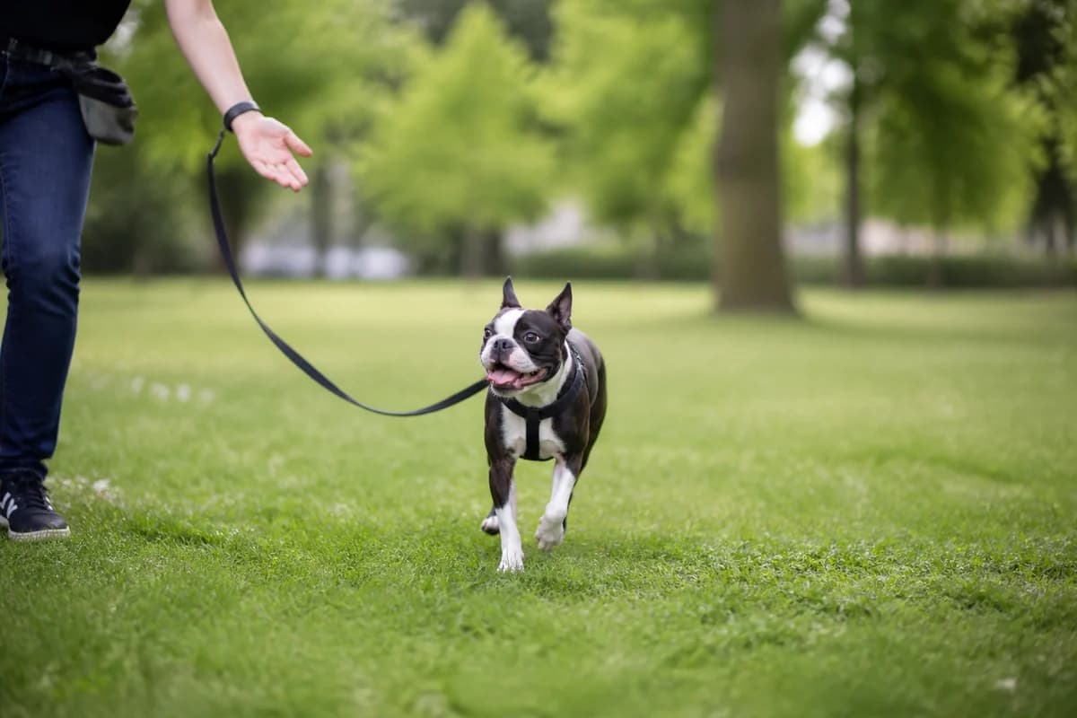 Boston terrier observé pendant une sortie adaptée à son gabarit