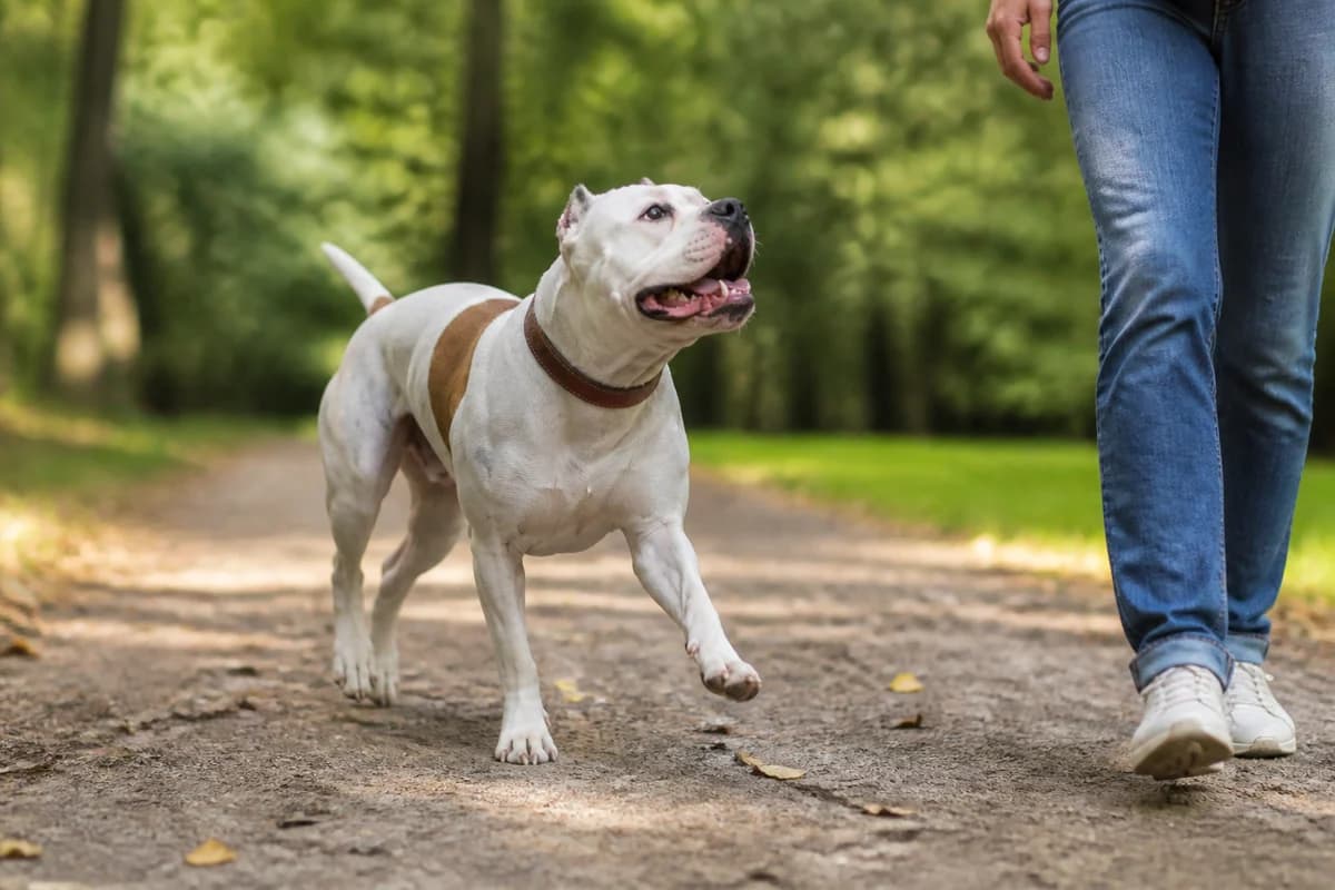 Bouledogue américain observé pendant une sortie adaptée à son gabarit