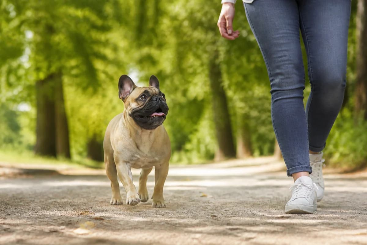 Bouledogue français observé pendant une sortie adaptée à son gabarit