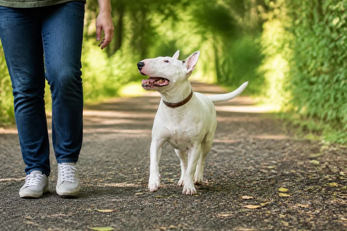 Bull terrier observé pendant une sortie adaptée à son gabarit