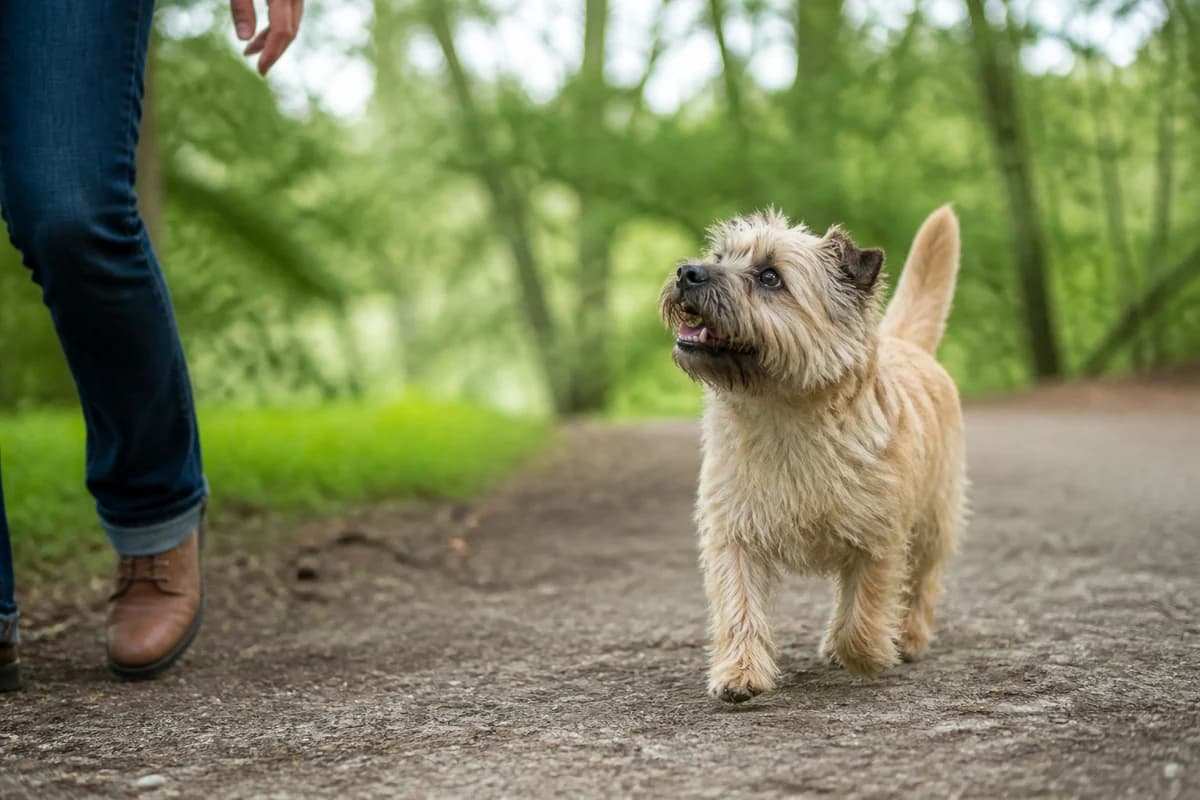 Cairn terrier observé pendant une sortie adaptée à son gabarit