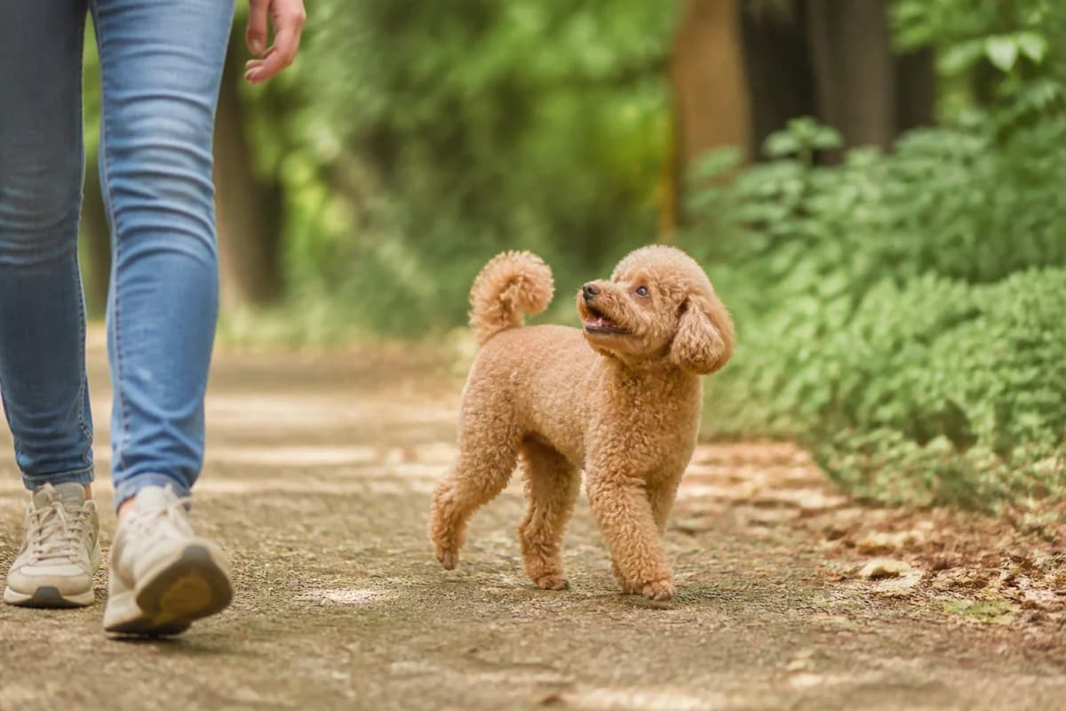 Caniche toy observé pendant une sortie adaptée à son gabarit