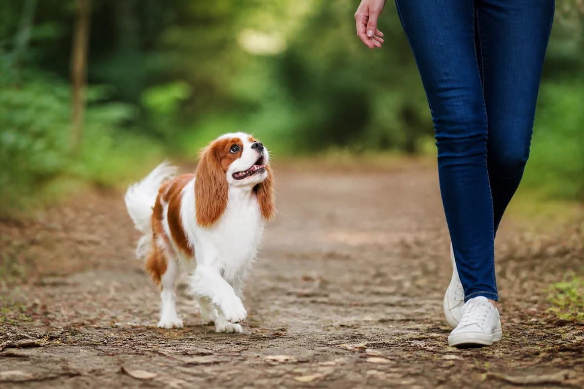 Cavalier King Charles observé pendant une sortie adaptée à son gabarit