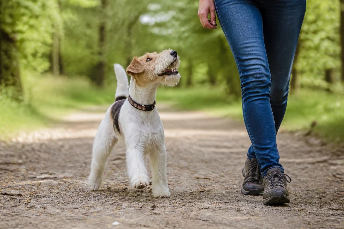 Fox-terrier observé pendant une sortie adaptée à son gabarit
