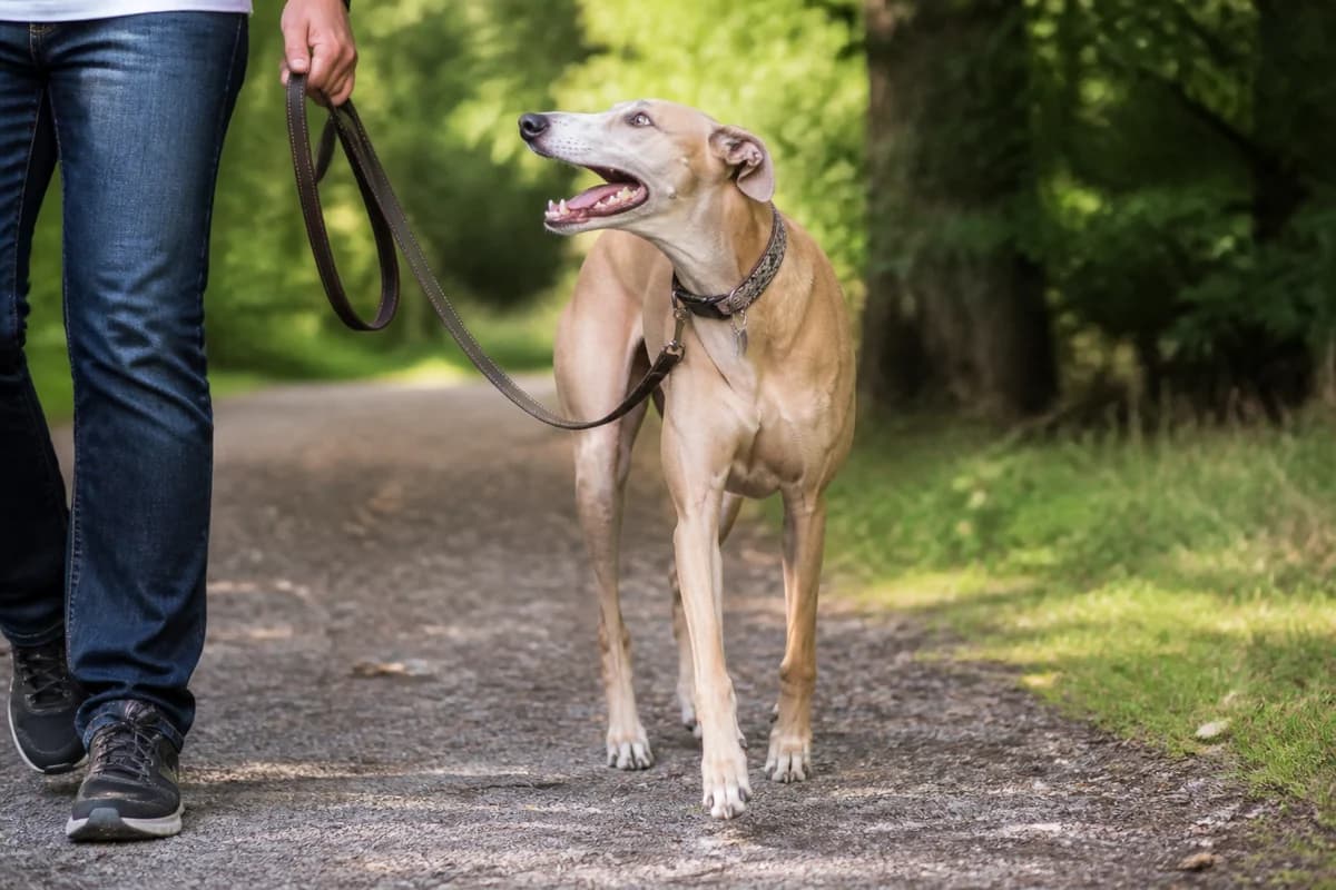 Greyhound observé pendant une sortie adaptée à son gabarit