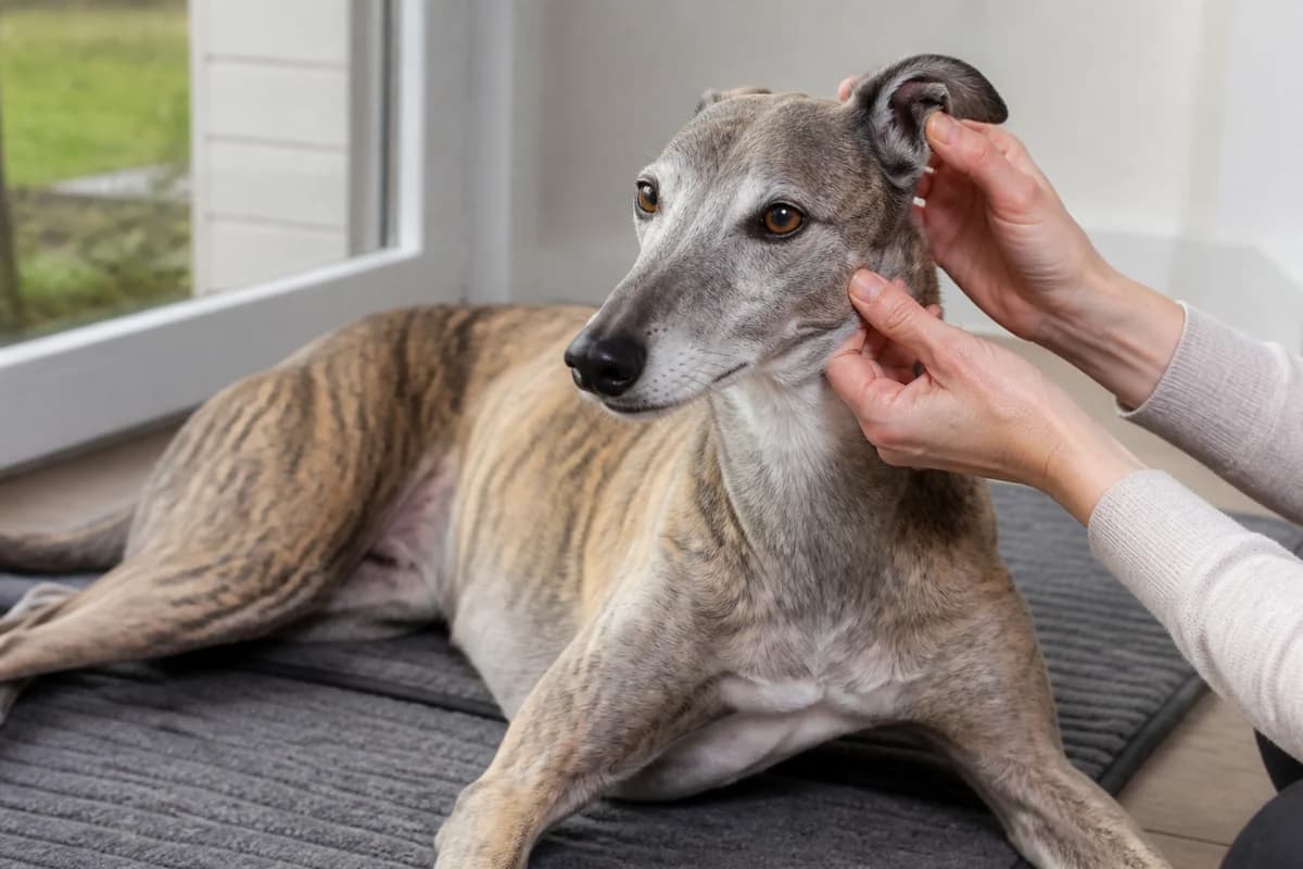 Portrait rapproché d’un greyhound pour illustrer le pelage et les soins courants