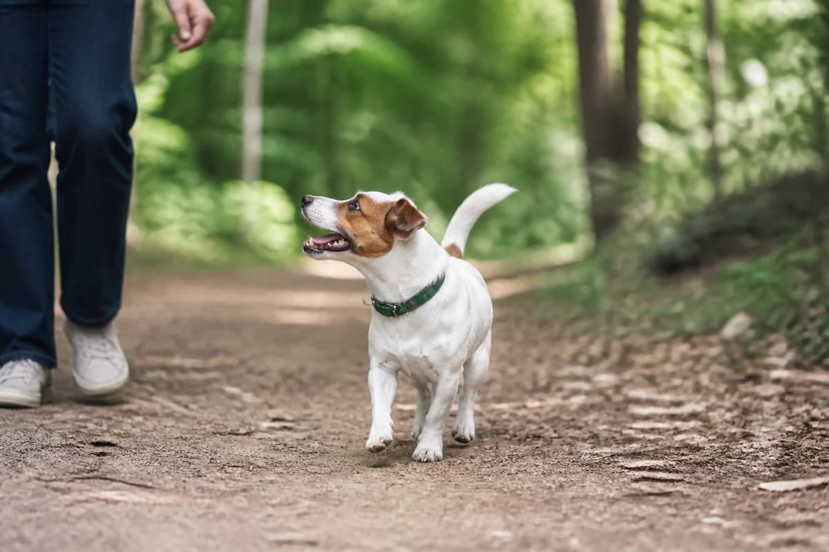 Jack Russell terrier observé pendant une sortie adaptée à son gabarit