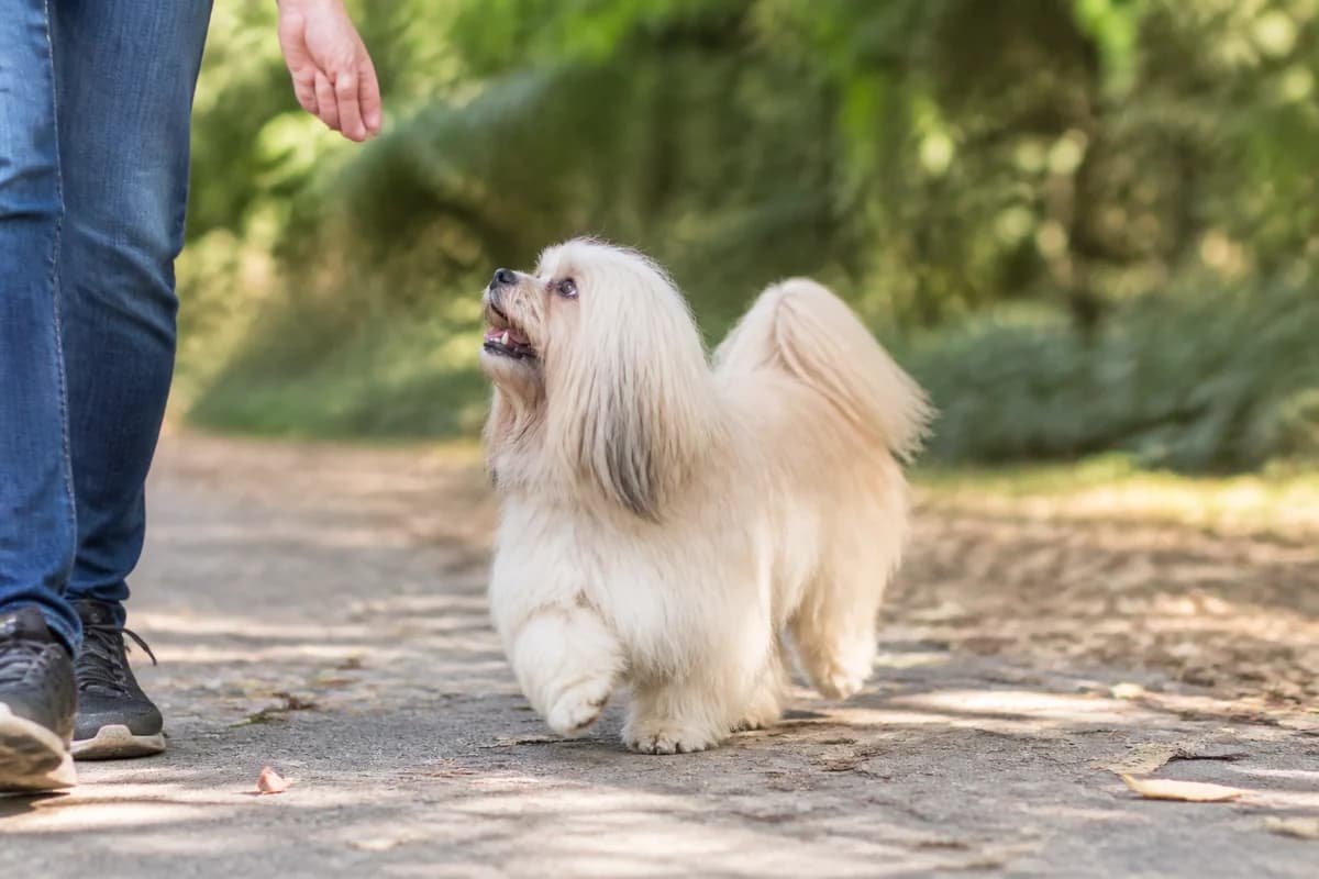 Lhassa apso observé pendant une sortie adaptée à son gabarit