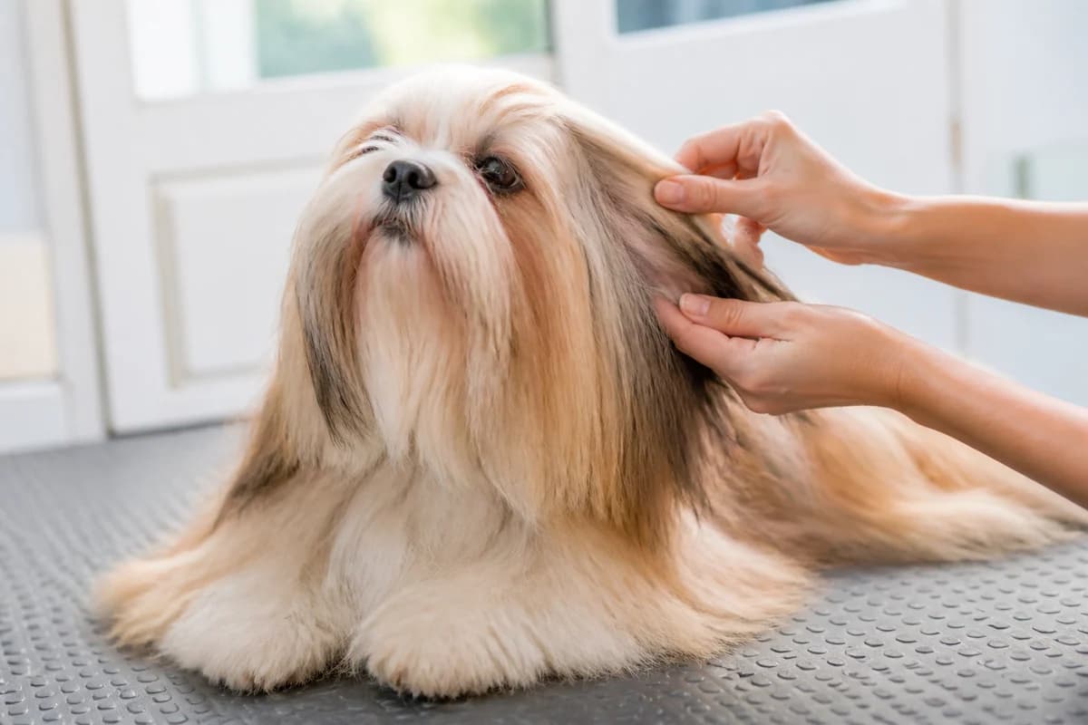 Portrait rapproché d’un lhassa apso pour illustrer le pelage et les soins courants