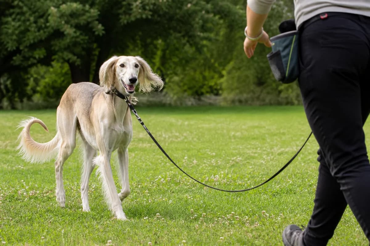 Saluki observé pendant une sortie adaptée à son gabarit