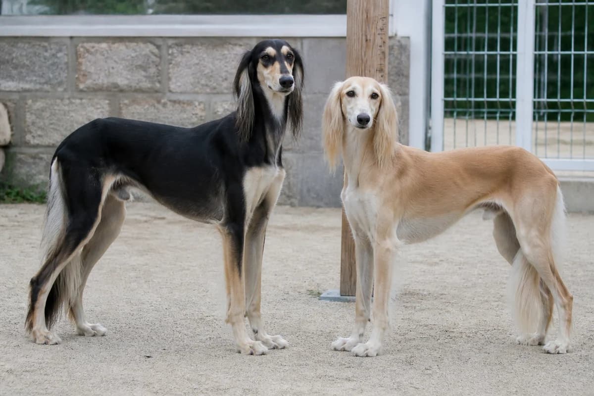Saluki adulte, vue de la silhouette et du gabarit