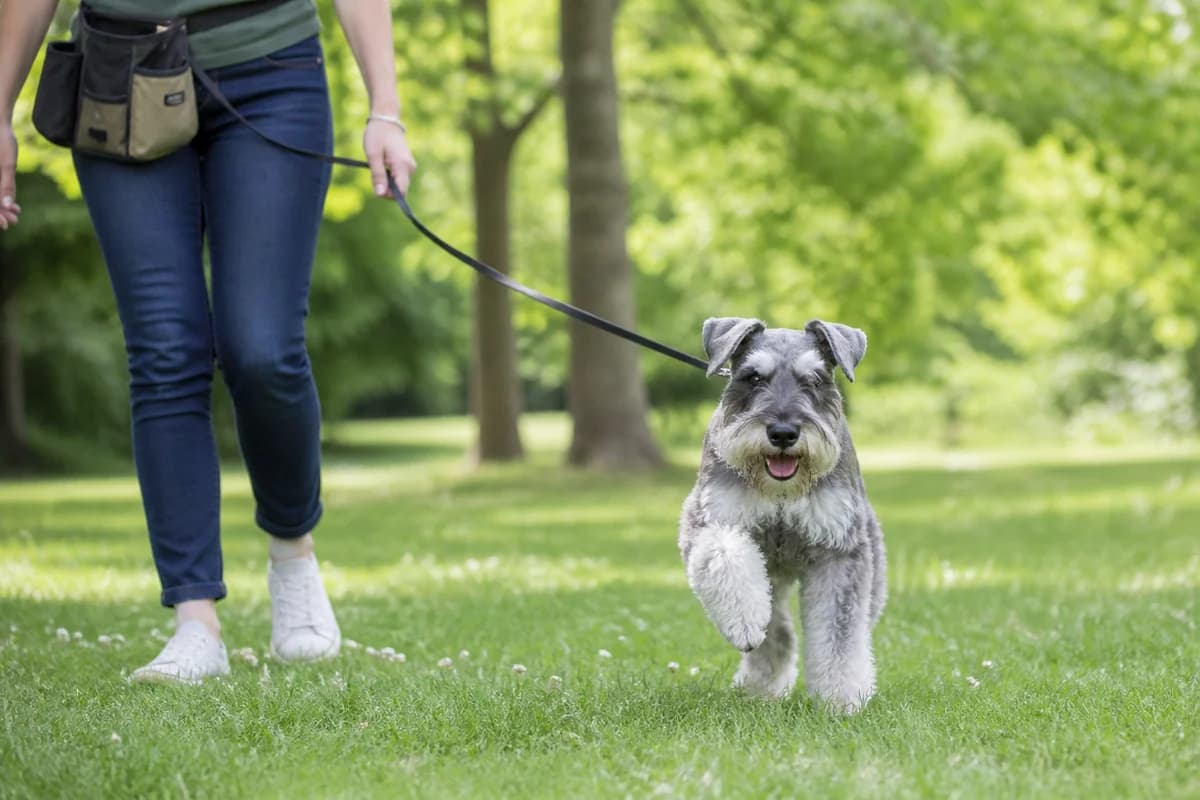 Schnauzer nain observé pendant une sortie adaptée à son gabarit