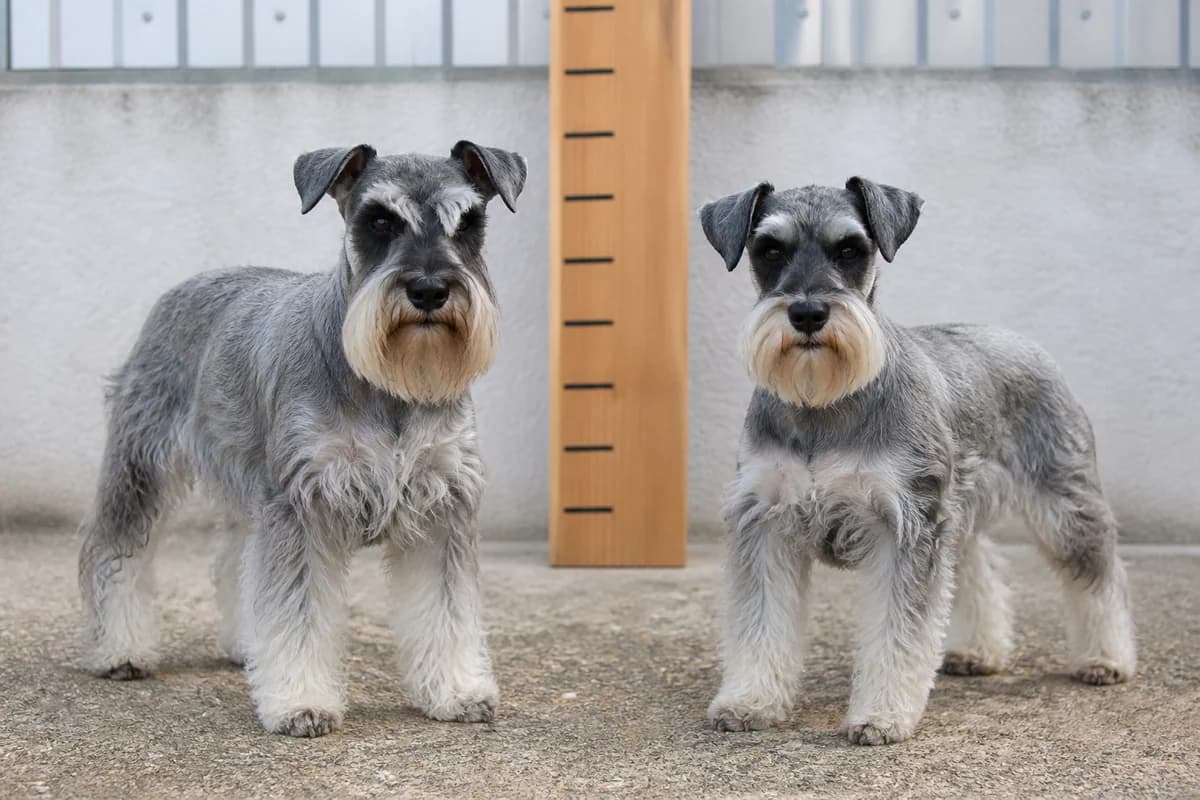 Schnauzer nain adulte, vue de la silhouette et du gabarit