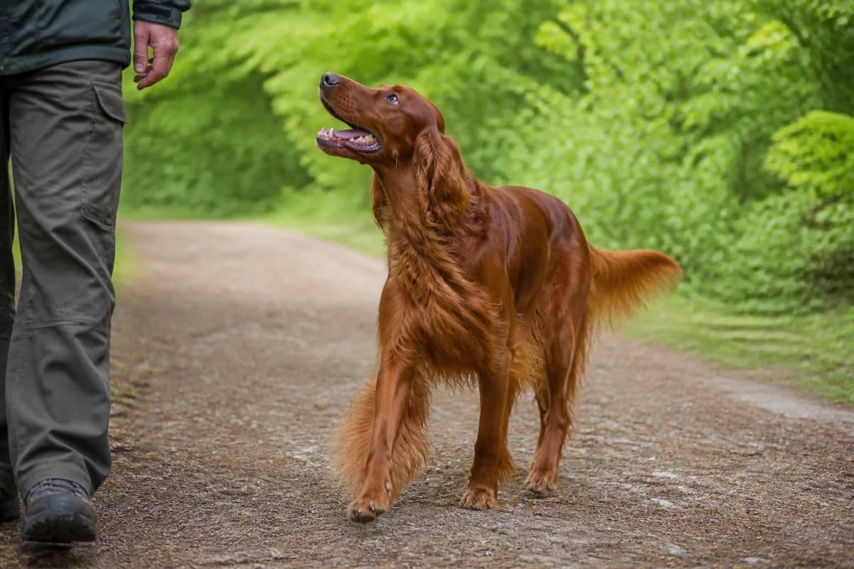 Setter irlandais observé pendant une sortie adaptée à son gabarit