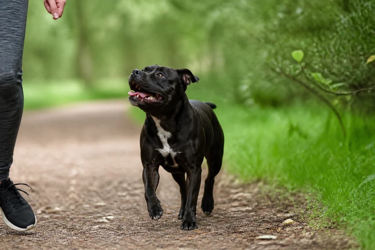 Staffordshire bull terrier observé pendant une sortie adaptée à son gabarit