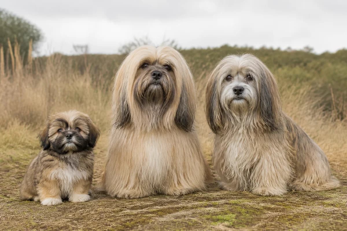 Portrait de trois lhassa apso : un chiot, un adulte et un chien âgé