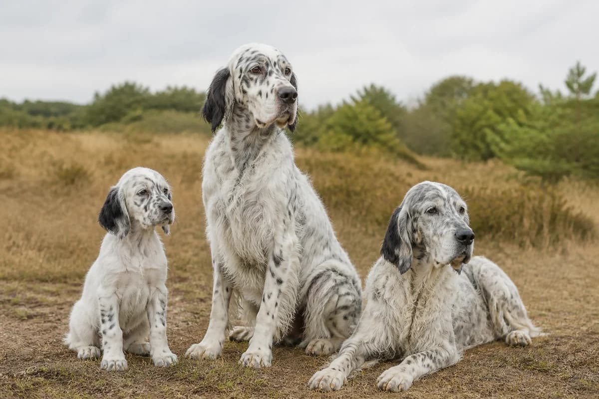 Portrait de trois setter anglais : un chiot, un adulte et un chien âgé