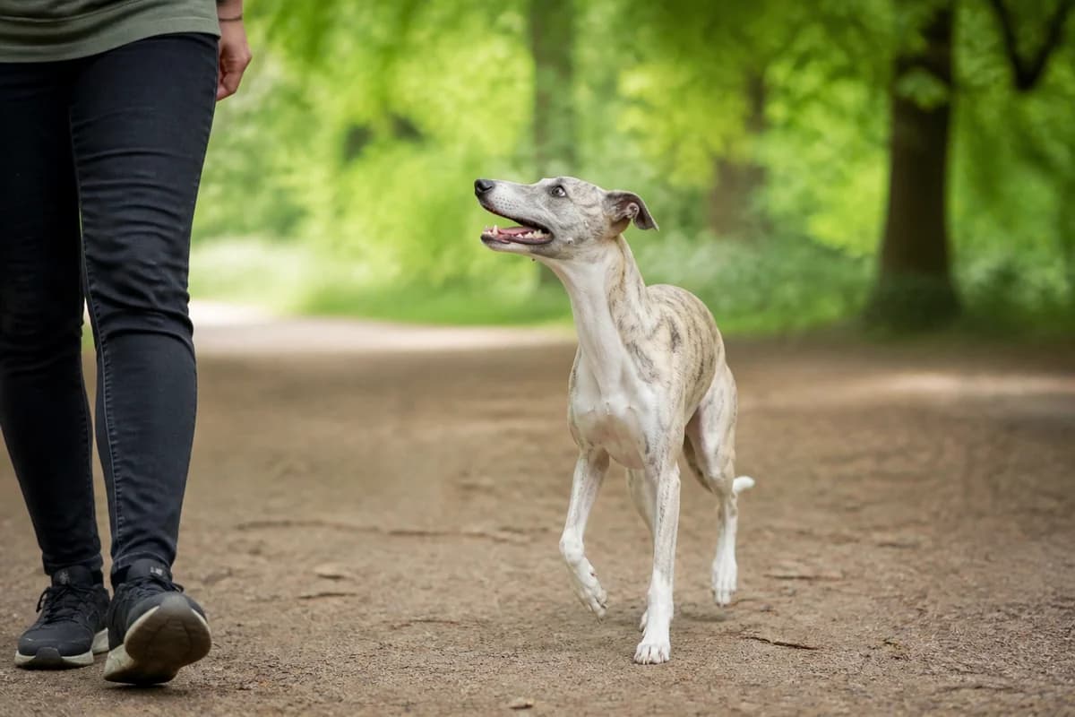 Whippet observé pendant une sortie adaptée à son gabarit